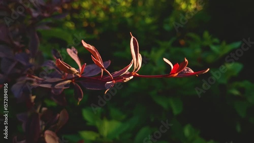 This close-up video frame captures a barberry branch with burgundy, purple leaves, illuminated by warm, golden sunlight on the right edge, creating a soft gradient in the shadows. The contrast between