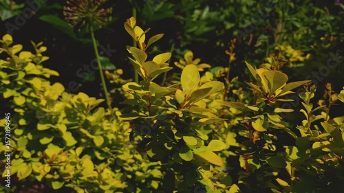 This close-up video footage captures the bright yellow leaves of Thunberg's barberry illuminated by sunlight, giving them a golden hue and creating a play of light and shadow. The plant shows dense fo