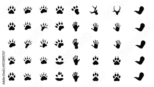 Animal paw prints and antlers animal tracks animal footprints