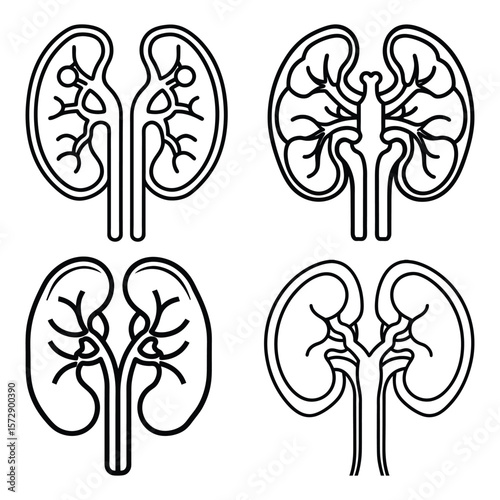 Anatomical Kidney Illustrations anatomy medical