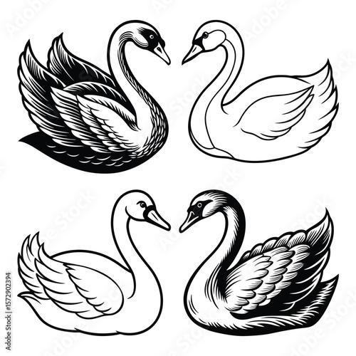 Black and white swans facing each other birds illustration
