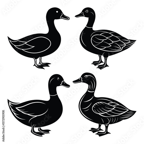 Black ducks facing each other birds waterfowl