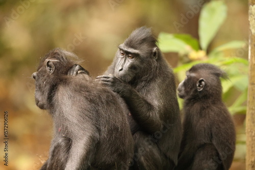 The Celebes crested macaque (Macaca nigra), also known as the crested black macaque, Sulawesi crested macaque, or the black ape, is an Old World monkey that lives in the tropical regions of north Sula