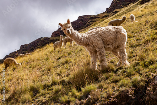 Herd of alpacas grazing near Rainbow Mountain
