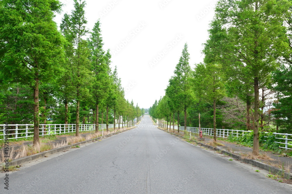 Obraz premium メタセコイア並木(新潟県)