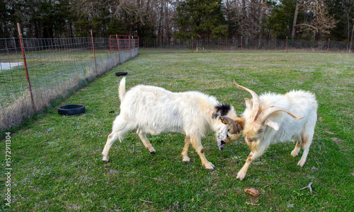 Obraz na płótnie Battling male goats