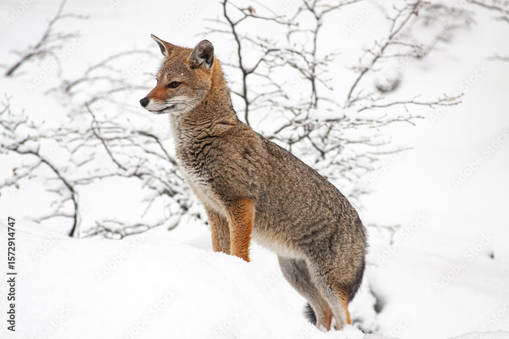 Obraz premium Fox in Ushuaia searching for food in the snow on a Patagonian winter day