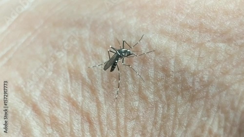 Macro video footage showing a mosquito landing on human skin, extending its proboscis, and drawing blood. Clear details of the biting process.
