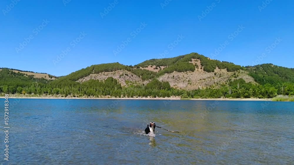 An Entlebucher Mountain Dog plays with a stick in a crater lake during a morning swim! An Entlebucher Mountain Dog plays with a stick in a crater lake during a morning swim!