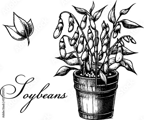 Soybean plant in pot with leaves and pods illustrated in black and white  