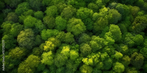 Aerial View of Lush Green Forest Canopy Nature's Abundant Beauty