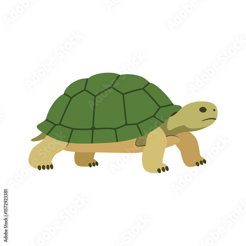 A realistic illustration of a turtle in motion, perfect for educational resources or naturethemed designs