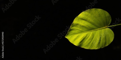 Illuminated Leaf Against a Dark Background A Study in Contrast and Texture
