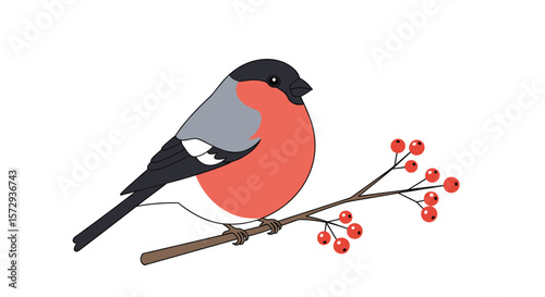 Charming bullfinch perched on a snowy branch with red berries in winter season