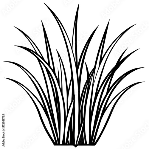Bermuda Grass line art vector