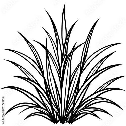 Bermuda Grass line art vector
