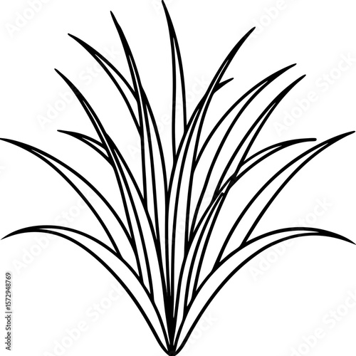Bermuda Grass line art vector