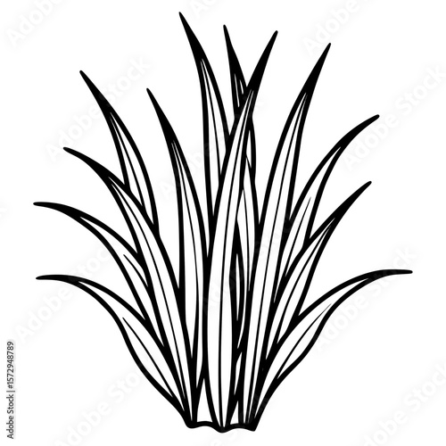 Bermuda Grass line art vector