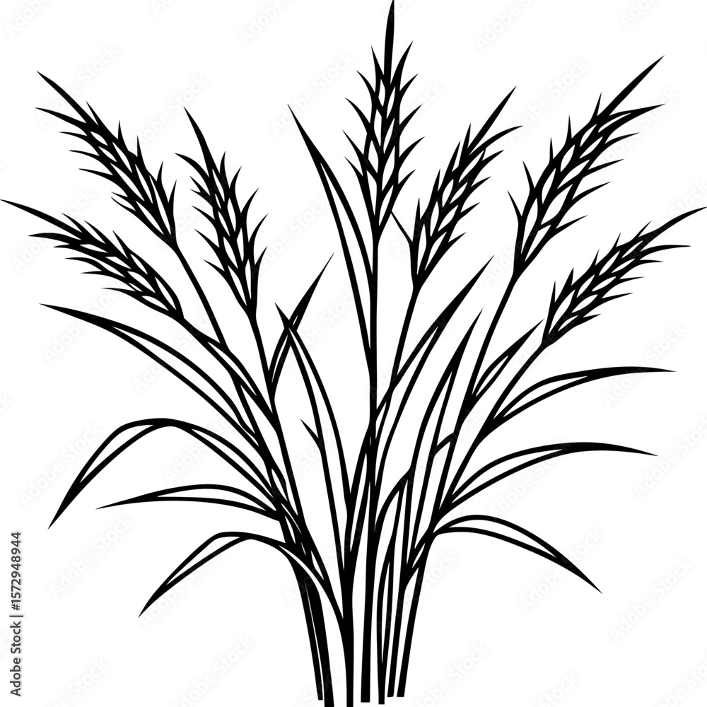 Fototapeta premium Bermuda Grass line art vector