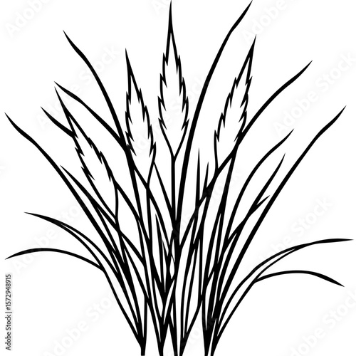 Bermuda Grass line art vector