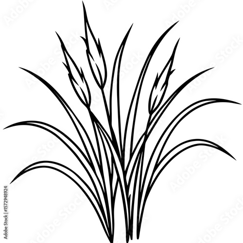 Bermuda Grass line art vector