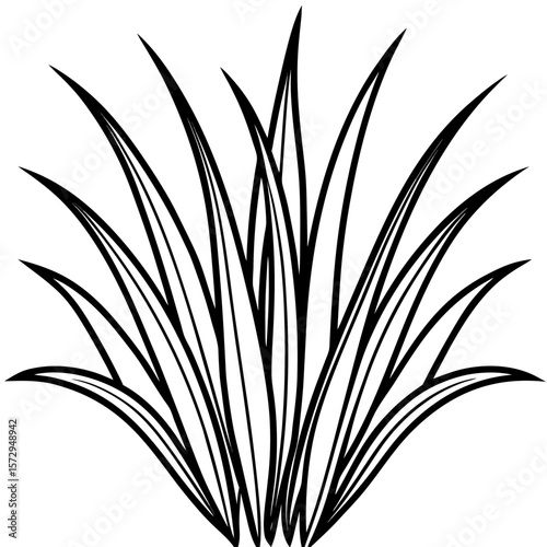 Bermuda Grass line art vector