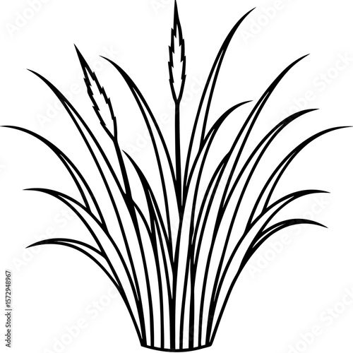 Bermuda Grass line art vector