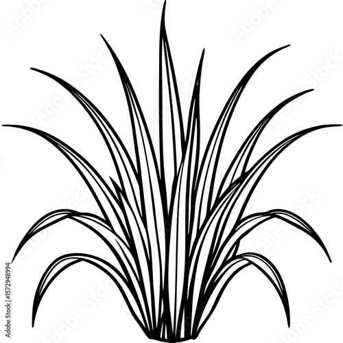 Bermuda Grass line art vector