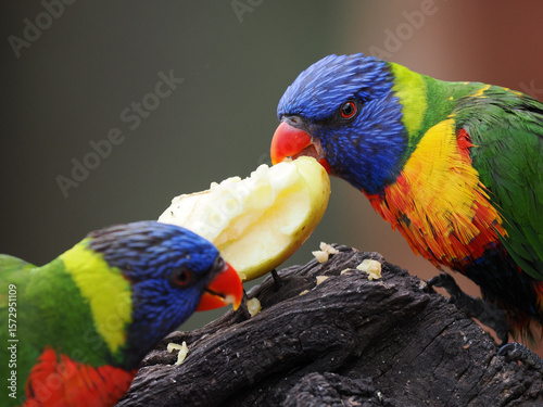 Vibrant Rainbow Lorikeets Sharing a Sweet Apple