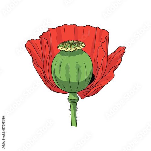 Red poppy flower with green seed pod on white background  