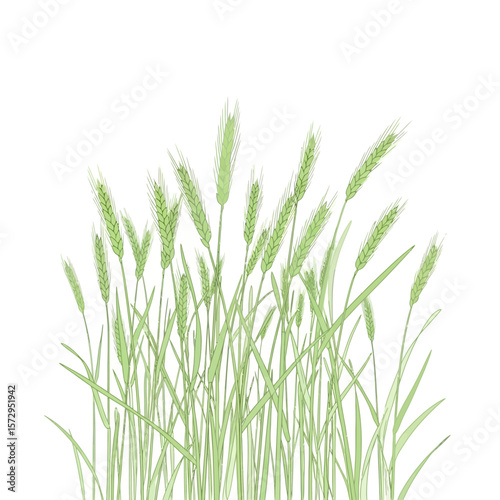 Green wheat stems in soft focus against a white background representing Llammas symbolism  