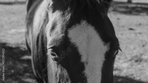 Blaze face horse closeup in farm field in black and white.