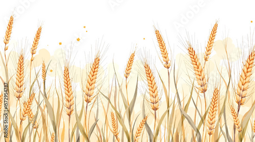 ears of wheat