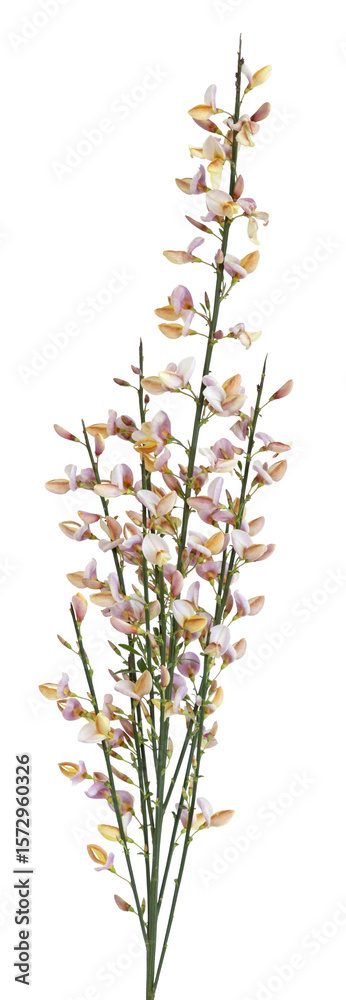 Fototapeta premium Fleurs de Cytisus scoparius 