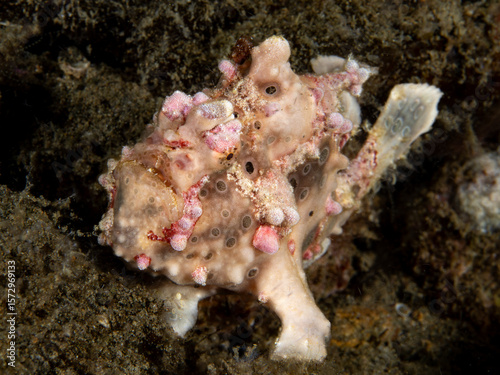 Billede på lærred Warty frogfish (Antennarius maculatus)
