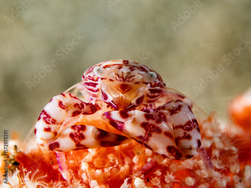 Foto Soft Coral Porcelain Cram (Lissoporcellana naksonei)