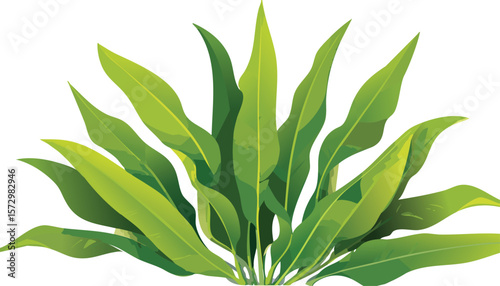 seaweed kelp plants isolated on transparent background, cutout png,biology, colourful, colours, diving, eco, glossy, japan, lawn, reef, single, stripes, system, underwater, wet, wildlife,vector.