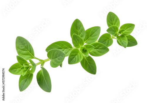 Fototapeta Naklejka Na Ścianę i Meble -  Fresh green oregano herb sprig isolated on transparent background