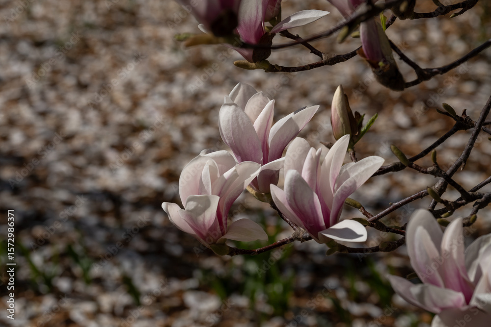 Obraz premium Magnolia Flowers and Petal Carpet in Early Spring