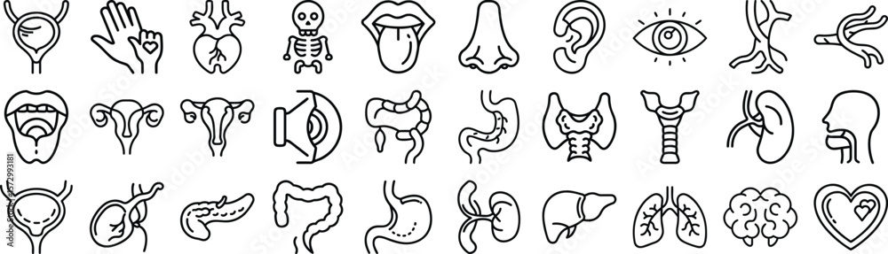 Obraz premium Medical Organs Line Icons Set Vector Anatomy Body Parts Kidney Bladder Pancreas Intestine Thyroid Skeleton 
