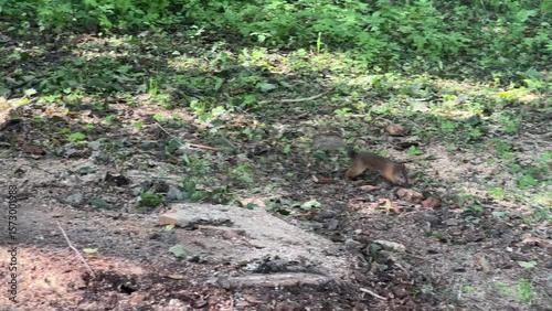 Wallpaper Mural A squirrel runs on the grass Torontodigital.ca