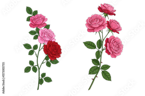 Graceful rose flower arrangements in pink and red hues, perfect for botanical designs and springtime themed art projects.