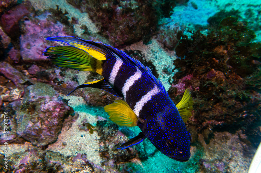 Fototapeta premium Southern Blue Devil (Paraplesiops meleagris) Displaying its Vibrant Electric Blue and Iridescent Spots in a Rocky Reef Cave along the Southern Coast of Australia