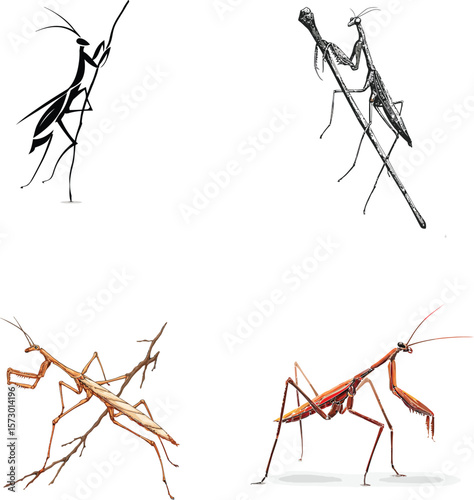 Praying mantis insect art illustration designs collage eps