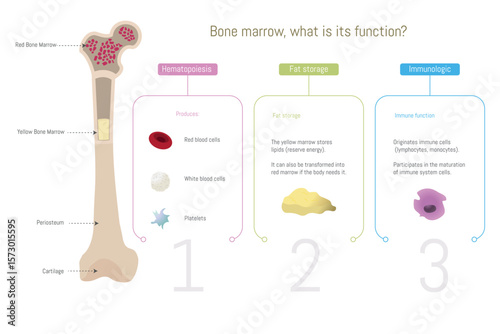 Bone marrow functions, hematopoiesis, fat storage, and immunologic role explained