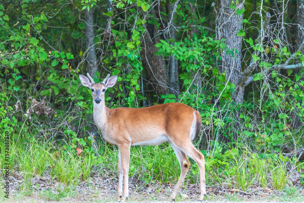 white tailed deer in Cooper Lake State Park South Sulphur Unit, Sulphur Springs, Texas, USA white tailed deer in Cooper Lake State Park South Sulphur Unit, Sulphur Springs, Texas, USA