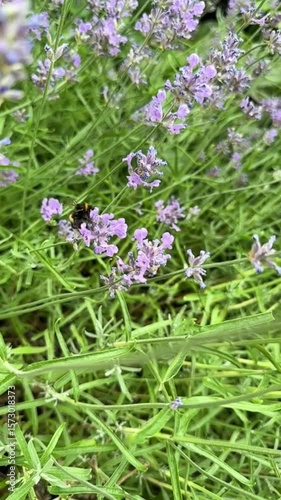 bee on lavender