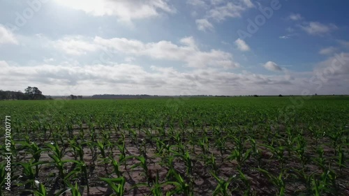 Sweeping aerial shot over young corn field in Kansas
