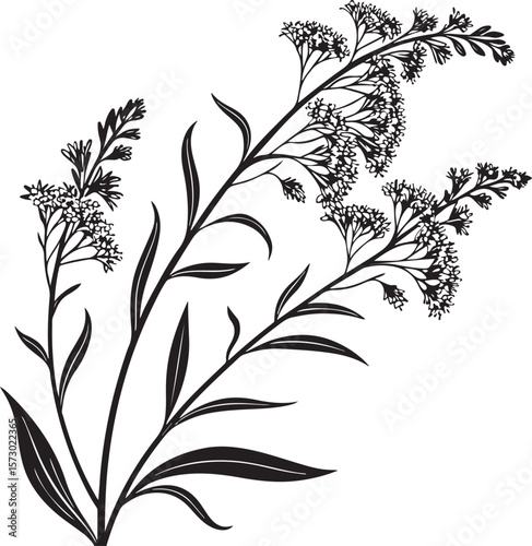 goldenrod flowers vector illustration transparent background