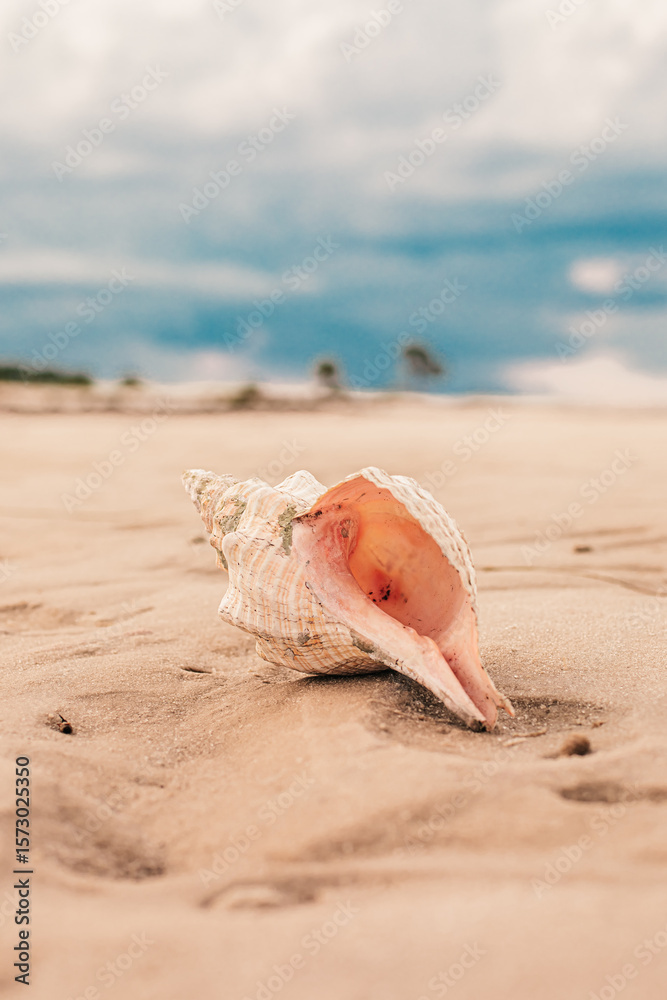 A very large Hermit shell on the beach in Florida. A very large Hermit shell on the beach in Florida.
